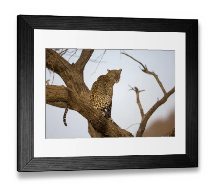 Framed Print : African Leopard (Panthera pardus pardus) adult, sitting in tree, Samburu National Reserve, Kenya, August Framed Print : African Leopard (Panthera pardus pardus) adult, sitting in tree, Samburu National Reserve, Kenya, August