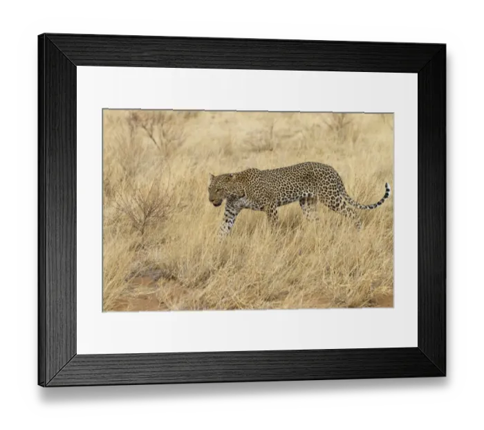 Framed Print : African Leopard (Panthera pardus pardus) adult, walking in dry savannah, Samburu National Reserve, Kenya, August