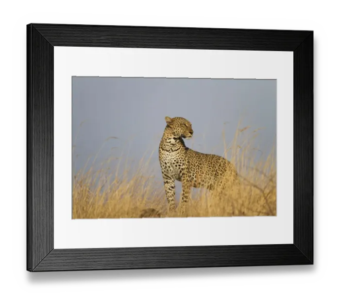 Framed Print : African Leopard (Panthera pardus pardus) adult, standing in dry savannah, Samburu National Reserve, Kenya, August Framed Print : African Leopard (Panthera pardus pardus) adult, standing in dry savannah, Samburu National Reserve, Kenya, August