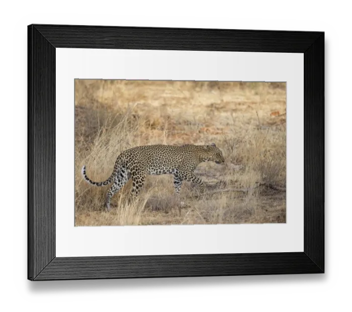 Framed Print : African Leopard (Panthera pardus pardus) adult, walking in dry savannah, Samburu National Reserve, Kenya, August Framed Print : African Leopard (Panthera pardus pardus) adult, walking in dry savannah, Samburu National Reserve, Kenya, August