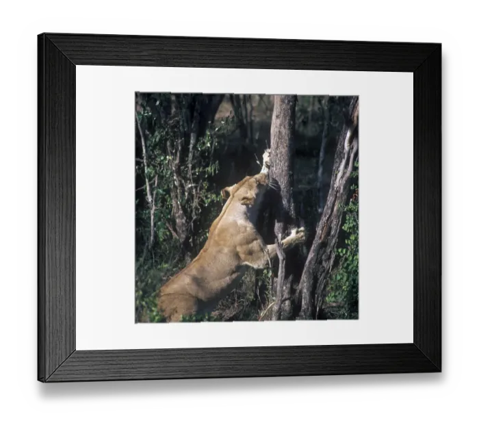 Framed Print : Lion (Panthera leo) close-up of head / mouth wide open / teeth / tongue / Masai Mara Framed Print : Lion (Panthera leo) close-up of head / mouth wide open / teeth / tongue / Masai Mara