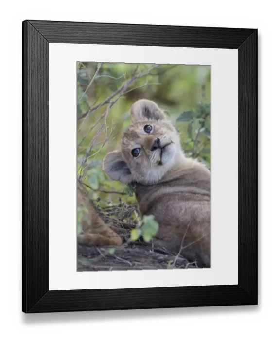 Framed Print : Masai Lion (Panthera leo nubica) cub, close-up of head, Serengeti N. P. Tanzania, December Framed Print : Masai Lion (Panthera leo nubica) cub, close-up of head, Serengeti N. P. Tanzania, December