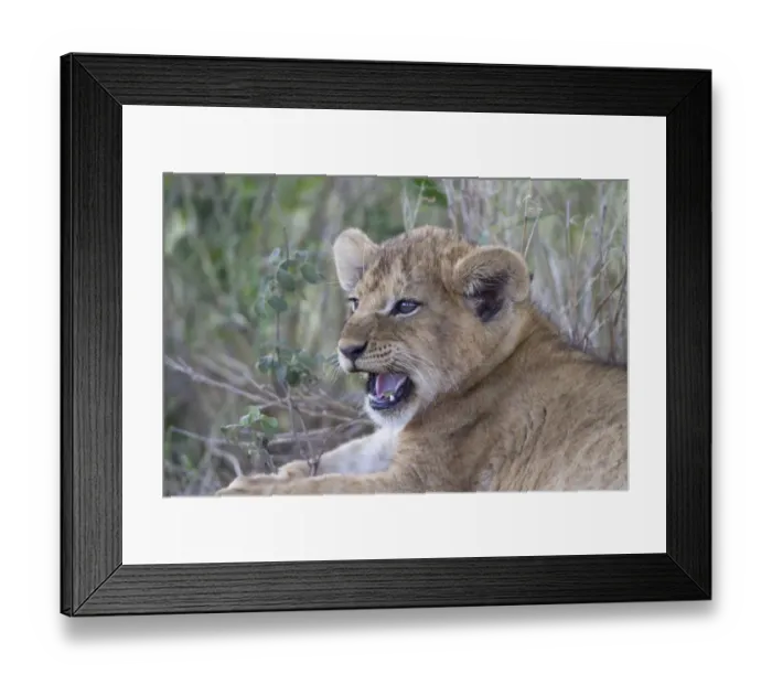 Framed Print : Masai Lion (Panthera leo nubica) cub, with leaf in mouth, close-up of head, Serengeti N. P. Tanzania, December Framed Print : Masai Lion (Panthera leo nubica) cub, with leaf in mouth, close-up of head, Serengeti N. P. Tanzania, December