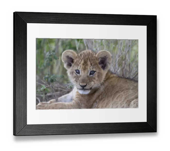 Framed Print : Masai Lion (Panthera leo nubica) cub, close-up of head, Serengeti N. P. Tanzania, December Framed Print : Masai Lion (Panthera leo nubica) cub, close-up of head, Serengeti N. P. Tanzania, December