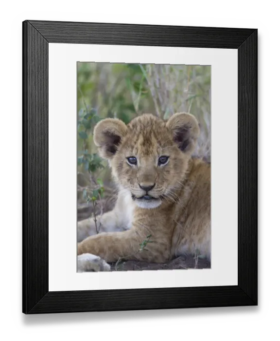 Framed Print : Masai Lion (Panthera leo nubica) cub, with leaf in mouth, close-up of head, Serengeti N. P. Tanzania, December Framed Print : Masai Lion (Panthera leo nubica) cub, with leaf in mouth, close-up of head, Serengeti N. P. Tanzania, December