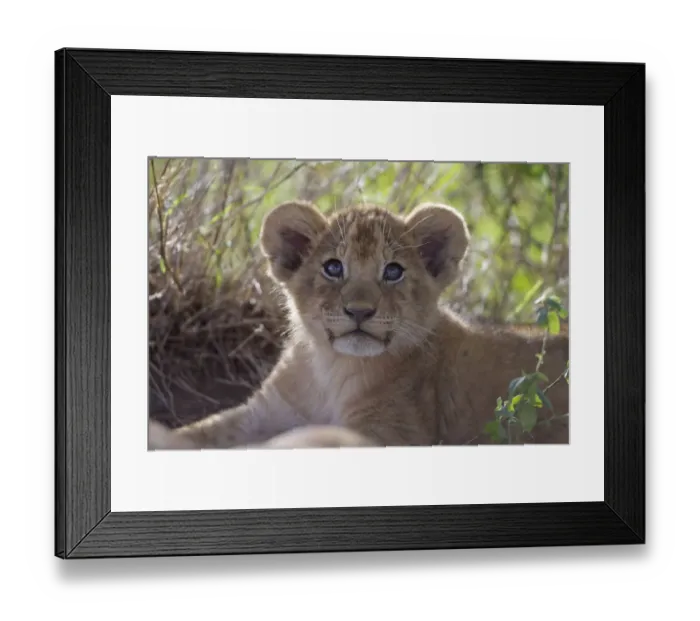 Framed Print : Masai Lion (Panthera leo nubica) cub, close-up of head, Serengeti N. P. Tanzania, December Framed Print : Masai Lion (Panthera leo nubica) cub, close-up of head, Serengeti N. P. Tanzania, December