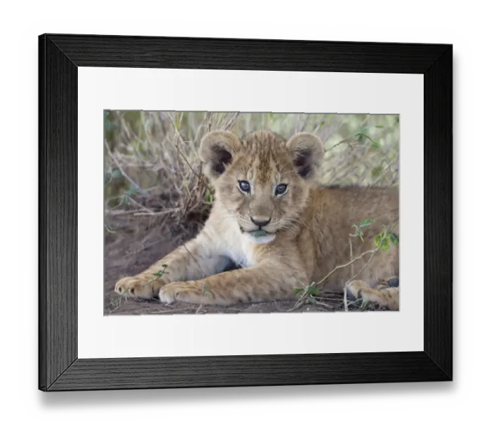 Framed Print : Masai Lion (Panthera leo nubica) cub, with leaf in mouth, close-up of head and front paws, Serengeti N. P Framed Print : Masai Lion (Panthera leo nubica) cub, with leaf in mouth, close-up of head and front paws, Serengeti N. P