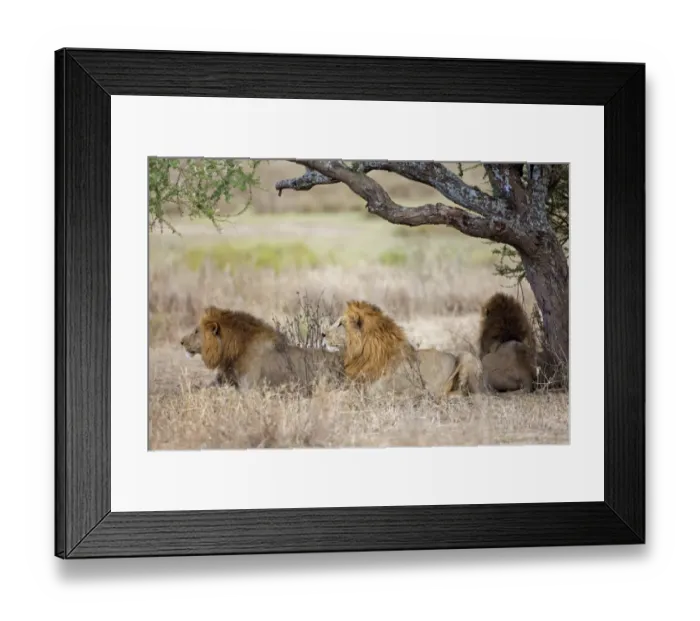Framed Print : Masai Lion (Panthera leo nubica) three adult males, resting under tree, Serengeti N. P. Tanzania, December