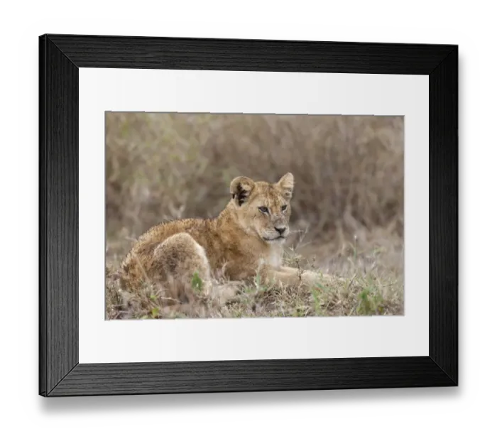 Framed Print : Masai Lion (Panthera leo nubica) cub, with wet fur, resting in savannah, Serengeti N. P. Tanzania, December Framed Print : Masai Lion (Panthera leo nubica) cub, with wet fur, resting in savannah, Serengeti N. P. Tanzania, December