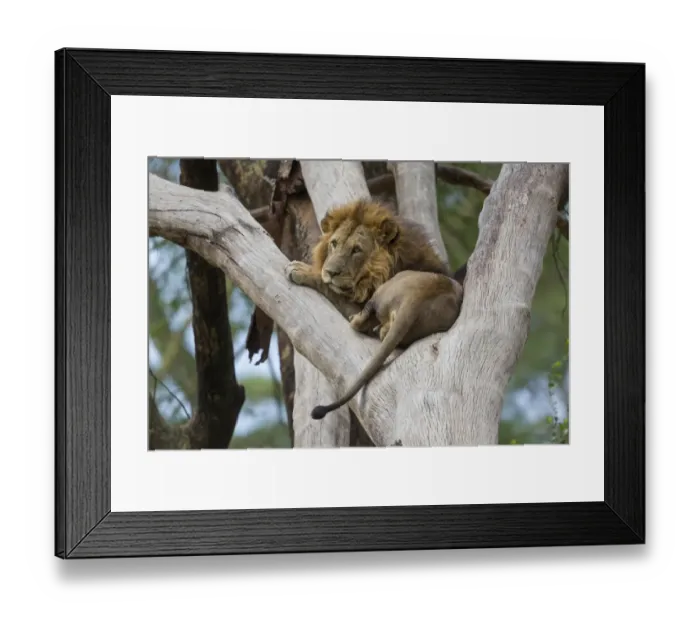 Framed Print : Masai Lion (Panthera leo nubica) adult male, resting in tree, Lake Nakuru N. P. Great Rift Valley, Kenya, August