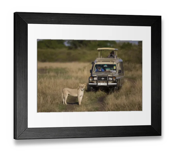 Framed Print : Masai Lion (Panthera leo nubica) adult female, standing on track with safari vehicle in savannah Framed Print : Masai Lion (Panthera leo nubica) adult female, standing on track with safari vehicle in savannah