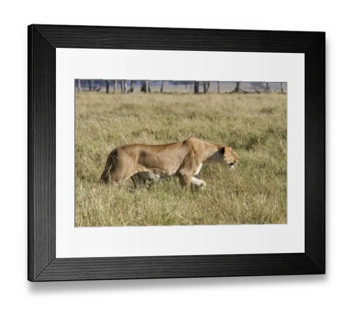 Framed Print : Masai Lion (Panthera leo nubica) adult female, stalking prey in savannah, Masai Mara National Reserve, Kenya, August Framed Print : Masai Lion (Panthera leo nubica) adult female, stalking prey in savannah, Masai Mara National Reserve, Kenya, August