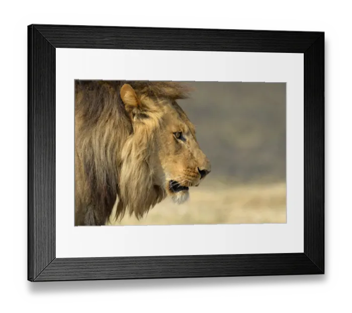 Framed Print : Southwest African Lion (Panthera leo bleyenberghi) adult male, close-up of head, Kafue N. P. Zambia, September Framed Print : Southwest African Lion (Panthera leo bleyenberghi) adult male, close-up of head, Kafue N. P. Zambia, September