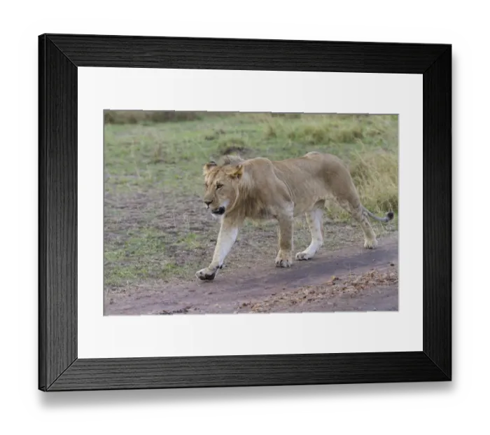 Framed Print : Masai Lion (Panthera leo nubica) subadult male, walking on track in savannah, Masai Mara National Reserve, Kenya Framed Print : Masai Lion (Panthera leo nubica) subadult male, walking on track in savannah, Masai Mara National Reserve, Kenya
