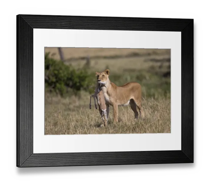 Framed Print : Masai Lion (Panthera leo nubica) adult female, with Thomsons Gazelle (Eudorcas thomsoni) young in mouth Framed Print : Masai Lion (Panthera leo nubica) adult female, with Thomsons Gazelle (Eudorcas thomsoni) young in mouth