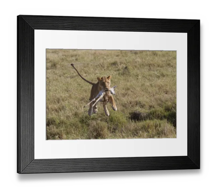 Framed Print : Masai Lion (Panthera leo nubica) adult female, with Thomsons Gazelle (Eudorcas thomsoni) young in mouth Framed Print : Masai Lion (Panthera leo nubica) adult female, with Thomsons Gazelle (Eudorcas thomsoni) young in mouth