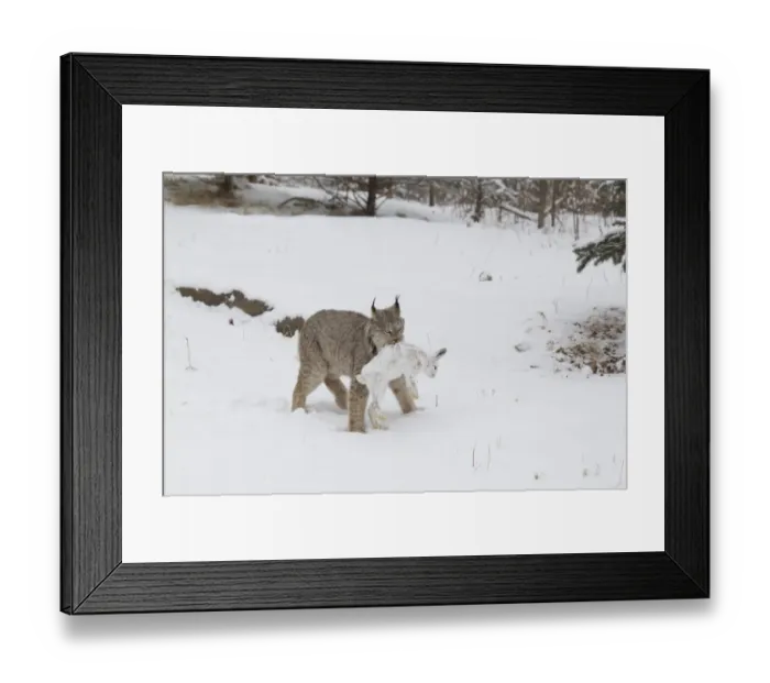 Framed Print : Canadian Lynx (Lynx canadensis) adult, walking on snow in forest clearing with Snowshoe Hare (Lepus americanus) prey Framed Print : Canadian Lynx (Lynx canadensis) adult, walking on snow in forest clearing with Snowshoe Hare (Lepus americanus) prey