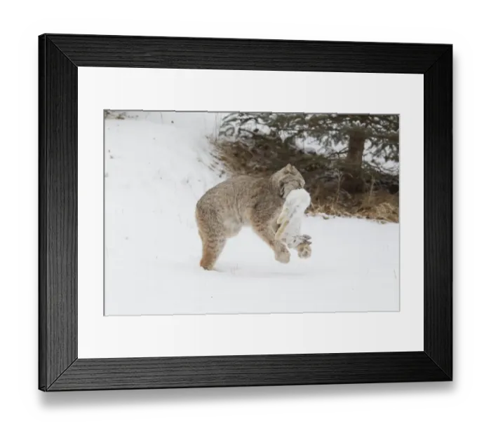 Framed Print : Canadian Lynx (Lynx canadensis) adult, walking on snow in forest clearing with Snowshoe Hare (Lepus americanus) prey Framed Print : Canadian Lynx (Lynx canadensis) adult, walking on snow in forest clearing with Snowshoe Hare (Lepus americanus) prey
