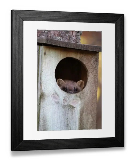 Framed Print : Pine Marten (Martes martes) adult female, looking out from goldeneye nestbox in tree, Cairngorms N. P Framed Print : Pine Marten (Martes martes) adult female, looking out from goldeneye nestbox in tree, Cairngorms N. P