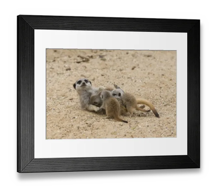 Framed Print : Meerkat (Suricata suricatta) adult female with babies, suckling (captive) Framed Print : Meerkat (Suricata suricatta) adult female with babies, suckling (captive)