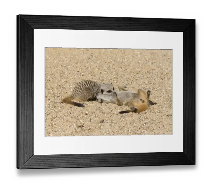 Framed Print : Meerkat (Suricata suricatta) two adults, playfighting on sand (captive) Framed Print : Meerkat (Suricata suricatta) two adults, playfighting on sand (captive)