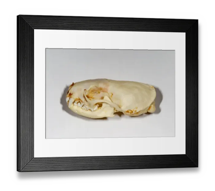 Framed Print : American Mink (Mustela vison) skull Framed Print : American Mink (Mustela vison) skull