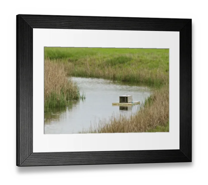 Framed Print : American Mink (Mustela vison) introduced pest species control, floating raft with trap in creek Framed Print : American Mink (Mustela vison) introduced pest species control, floating raft with trap in creek