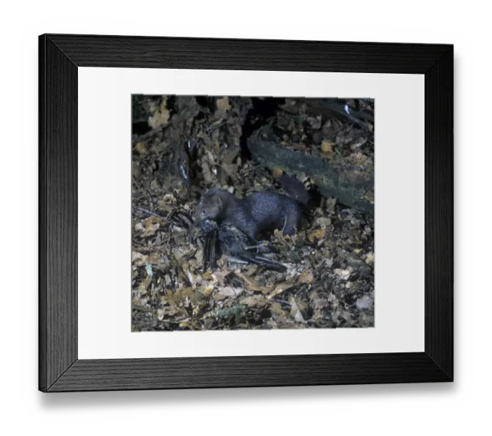 Framed Print : Mink (Mustela vison) On fallen leaves with prey - Blackbird Framed Print : Mink (Mustela vison) On fallen leaves with prey - Blackbird