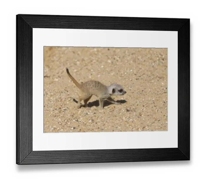Framed Print : Meerkat (Suricata suricatta) baby, walking on sand (captive) Framed Print : Meerkat (Suricata suricatta) baby, walking on sand (captive)