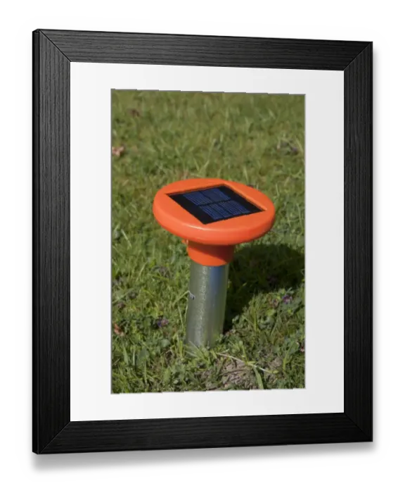 Framed Print : European Mole (Talpa europaea) solar-powered deterrent in garden lawn, England, August Framed Print : European Mole (Talpa europaea) solar-powered deterrent in garden lawn, England, August