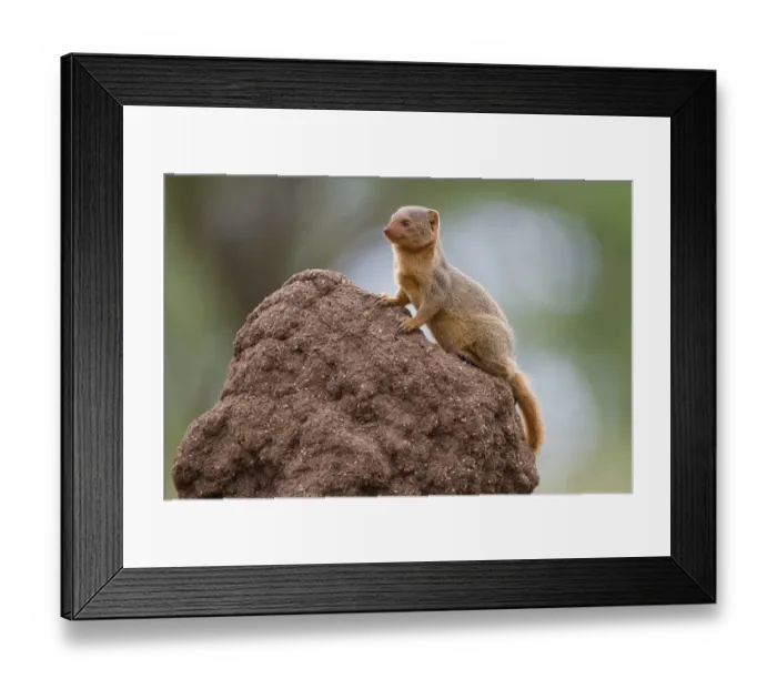 Framed Print : Common Dwarf Mongoose (Helogale parvula) adult, sitting on termite mound, Serengeti N. P. Tanzania, December Framed Print : Common Dwarf Mongoose (Helogale parvula) adult, sitting on termite mound, Serengeti N. P. Tanzania, December