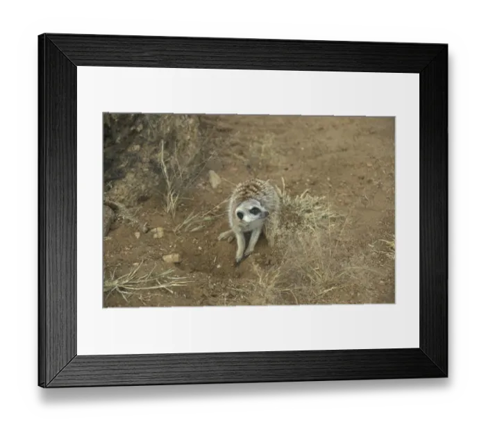 Framed Print : Meerkat / Suricate (Suricata suricatta) Namibia