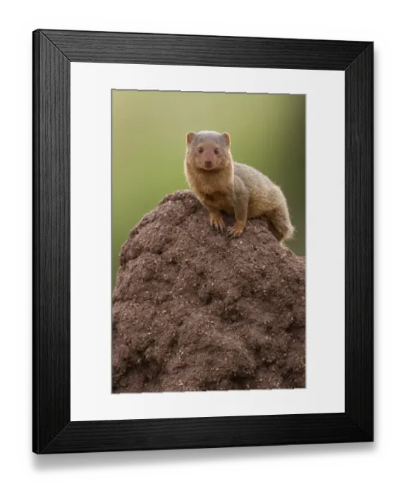 Framed Print : Common Dwarf Mongoose (Helogale parvula) adult, sitting on termite mound, Serengeti N. P. Tanzania, December Framed Print : Common Dwarf Mongoose (Helogale parvula) adult, sitting on termite mound, Serengeti N. P. Tanzania, December