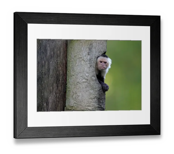 Framed Print : White-throated Capuchin (Cebus capucinus) adult, looking out from shelter (captive)