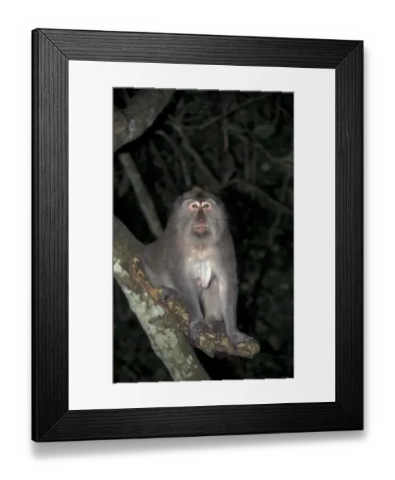 Framed Print : Crab-eating Macaque (Macaca fascicularis) Female / Bali Framed Print : Crab-eating Macaque (Macaca fascicularis) Female / Bali