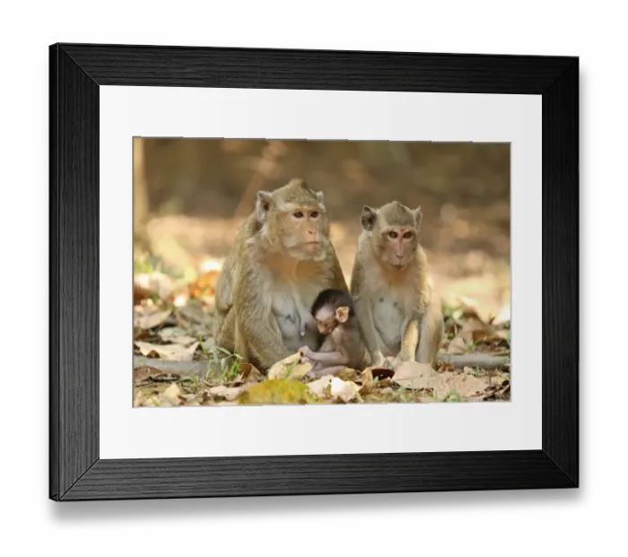 Framed Print : Crab-eating Macaque (Macaca fascicularis) mature adult female with baby and young female, sitting together, Angkor Wat Framed Print : Crab-eating Macaque (Macaca fascicularis) mature adult female with baby and young female, sitting together, Angkor Wat