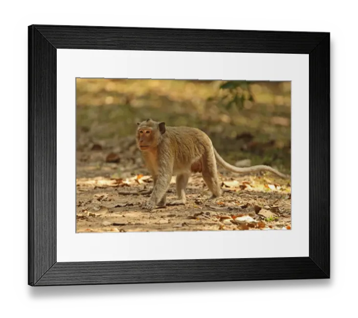 Framed Print : Crab-eating Macaque (Macaca fascicularis) adult male, walking on track, Angkor Wat, Siem Reap, Cambodia, January Framed Print : Crab-eating Macaque (Macaca fascicularis) adult male, walking on track, Angkor Wat, Siem Reap, Cambodia, January
