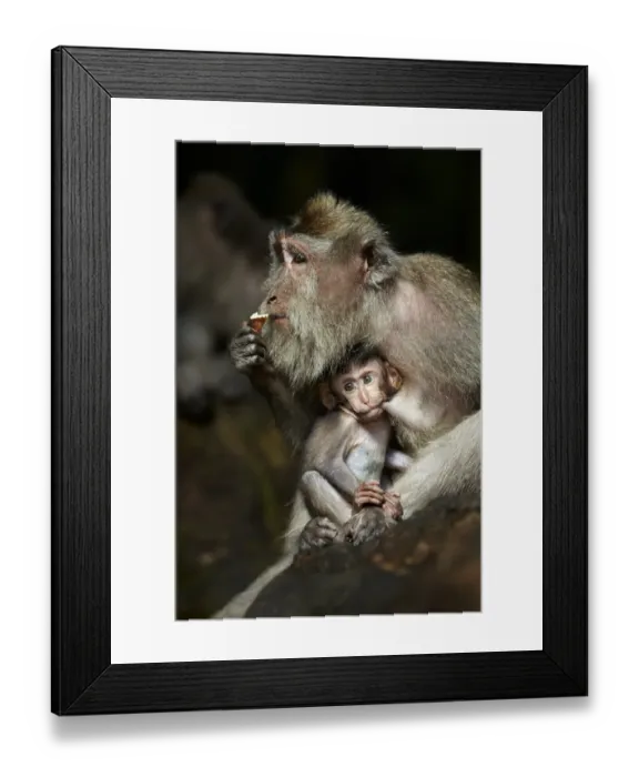 Framed Print : Crab-eating Macaque (Macaca fascicularis) adult female with baby, suckling, Sacred Monkey Forest Sanctuary, Ubud, Bali Framed Print : Crab-eating Macaque (Macaca fascicularis) adult female with baby, suckling, Sacred Monkey Forest Sanctuary, Ubud, Bali