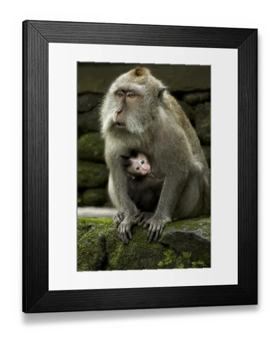 Framed Print : Crab-eating Macaque (Macaca fascicularis) adult female with baby, Sacred Monkey Forest Sanctuary, Ubud, Bali