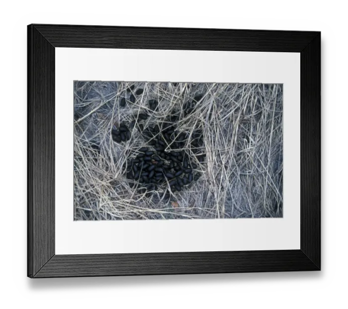 Framed Print : Moose (Alces alces) Droppings / Arctic Siberia, Russia Framed Print : Moose (Alces alces) Droppings / Arctic Siberia, Russia