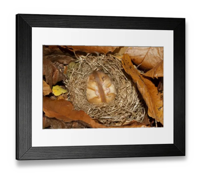 Framed Print : Hazel Dormouse (Muscardinus avellanarius) adult, hibernating in nest, Norfolk, England, January Framed Print : Hazel Dormouse (Muscardinus avellanarius) adult, hibernating in nest, Norfolk, England, January