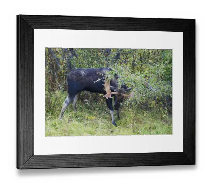 Framed Print : American Moose (Alces alces shirasi) adult male, thrashing branches with antlers, during rutting season Framed Print : American Moose (Alces alces shirasi) adult male, thrashing branches with antlers, during rutting season