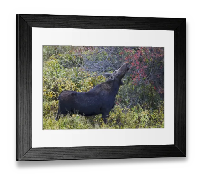 Framed Print : American Moose (Alces alces shirasi) adult female, feeding on tree leaves, Grand Teton N. P. Wyoming, U. S. A. September Framed Print : American Moose (Alces alces shirasi) adult female, feeding on tree leaves, Grand Teton N. P. Wyoming, U. S. A. September