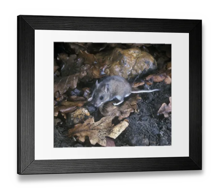 Framed Print : Deer Mouse (Peromyscus maniculatus) Framed Print : Deer Mouse (Peromyscus maniculatus)
