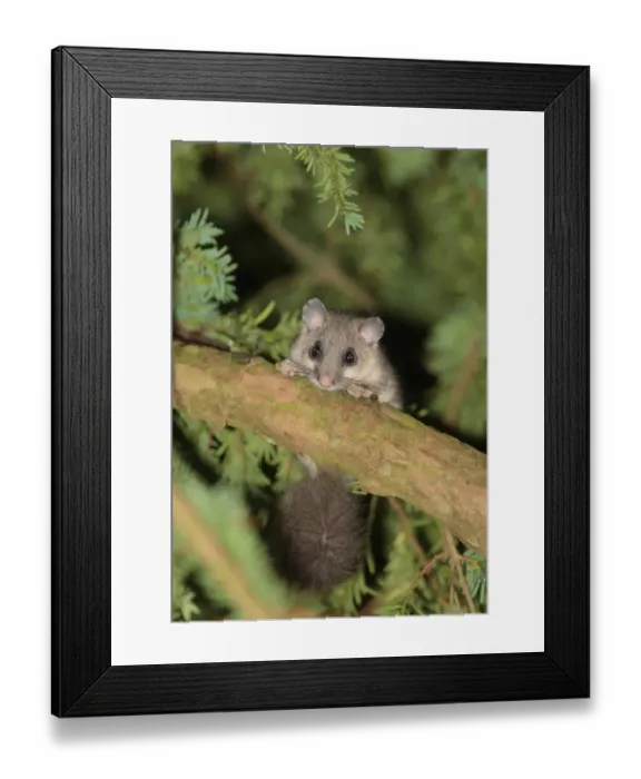 Framed Print : Fat Dormouse (Glis glis) adult, climbing on branch in yew tree, Wendover Woods, Chiltern Hills, Hertfordshire, England Framed Print : Fat Dormouse (Glis glis) adult, climbing on branch in yew tree, Wendover Woods, Chiltern Hills, Hertfordshire, England