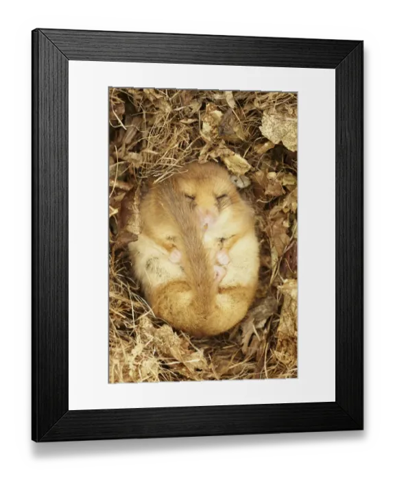 Framed Print : Hazel Dormouse (Muscardinus avellanarius) adult, hibernating in nest, part of re-introduction breeding programme, Kent Framed Print : Hazel Dormouse (Muscardinus avellanarius) adult, hibernating in nest, part of re-introduction breeding programme, Kent