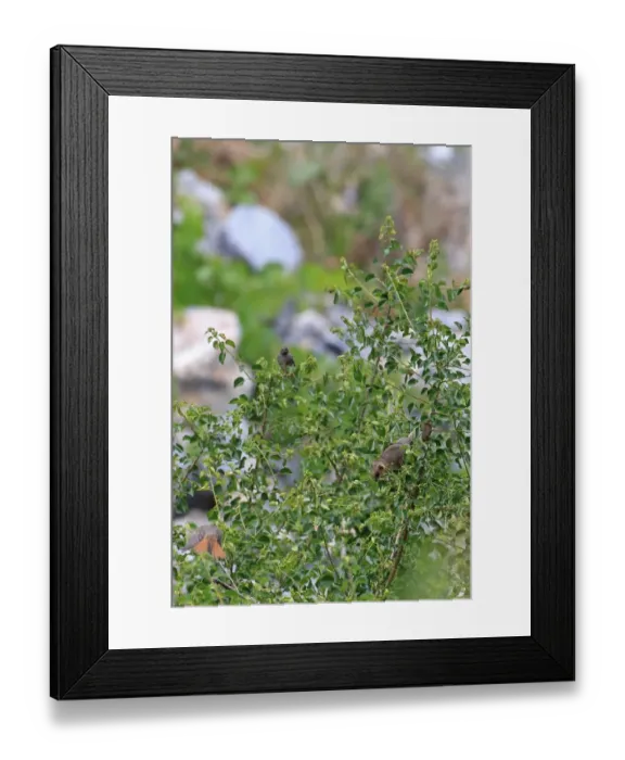 Framed Print : Fat Dormouse (Glis glis) adult, feeding on fruit in tree, with Black Redstart (Phoenicurus ochruros) juveniles Framed Print : Fat Dormouse (Glis glis) adult, feeding on fruit in tree, with Black Redstart (Phoenicurus ochruros) juveniles