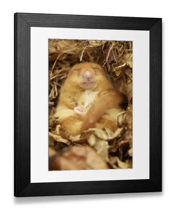 Framed Print : Hazel Dormouse (Muscardinus avellanarius) adult, hibernating in nest, part of re-introduction breeding programme, Kent Framed Print : Hazel Dormouse (Muscardinus avellanarius) adult, hibernating in nest, part of re-introduction breeding programme, Kent