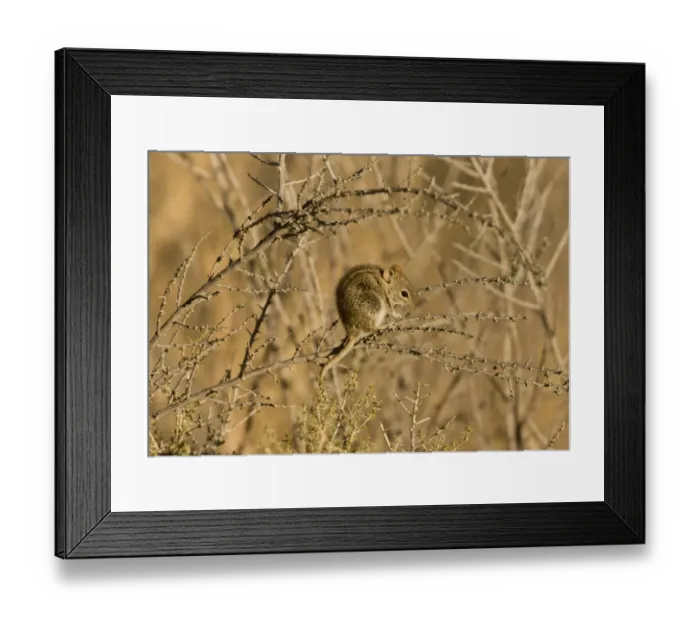 Framed Print : Four-striped Grass Mouse (Rhabdomys pumilio) adult, foraging in thorn bush, Kalahari Desert, Kalahari Gemsbok N. P Framed Print : Four-striped Grass Mouse (Rhabdomys pumilio) adult, foraging in thorn bush, Kalahari Desert, Kalahari Gemsbok N. P
