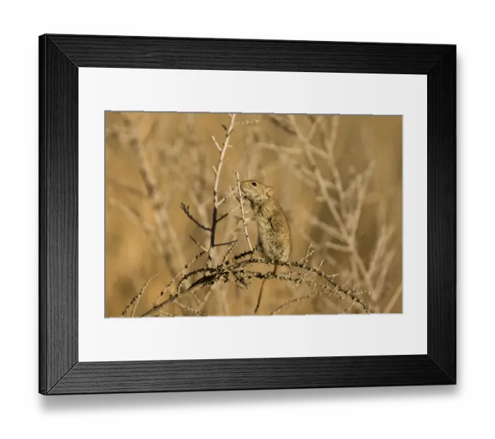 Framed Print : Four-striped Grass Mouse (Rhabdomys pumilio) adult, foraging in thorn bush, Kalahari Desert, Kalahari Gemsbok N. P Framed Print : Four-striped Grass Mouse (Rhabdomys pumilio) adult, foraging in thorn bush, Kalahari Desert, Kalahari Gemsbok N. P